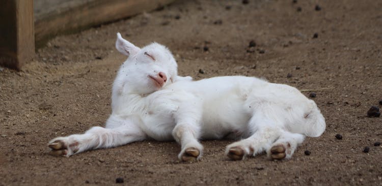 White Goat Kid Lying Down And Sleeping