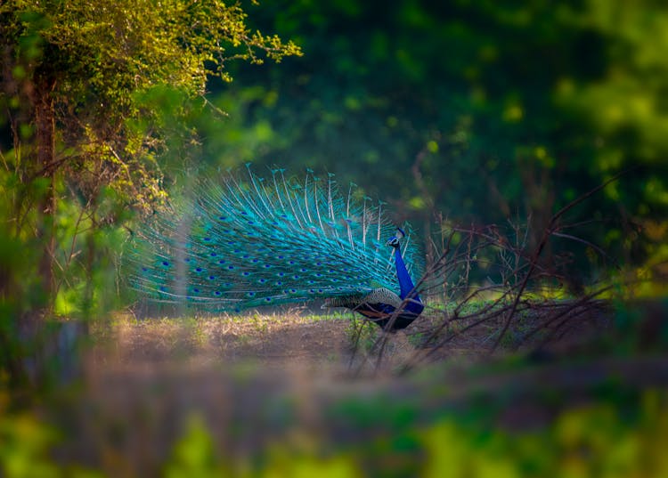 Blue Peacock In Nature