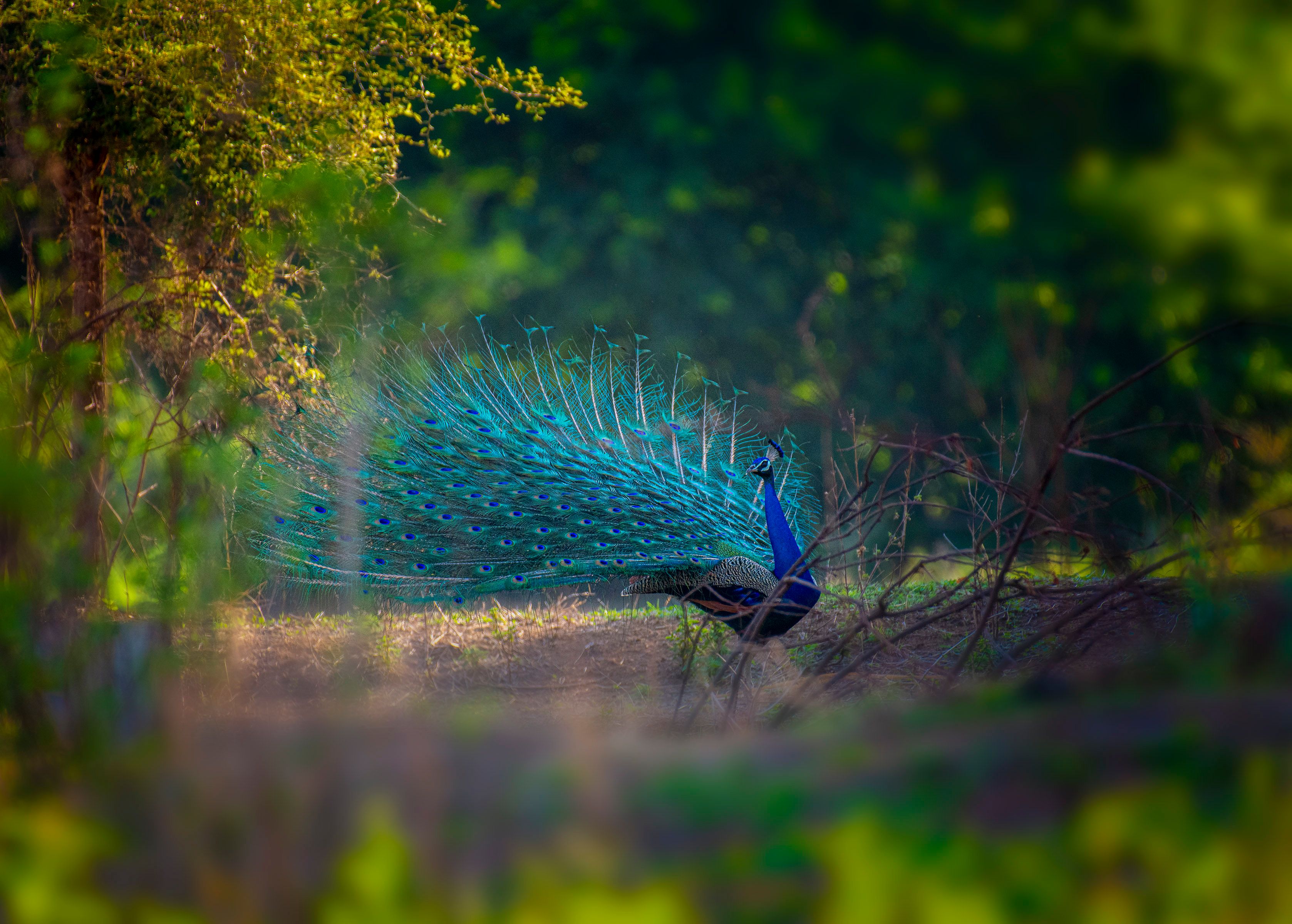 Peacock Feather Laptop Wallpaper Photos, Download The BEST Free Peacock