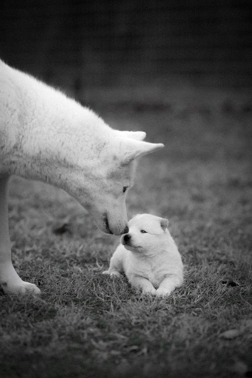Free A tender moment captured between a mother dog and her puppy in a grassy field. Stock Photo