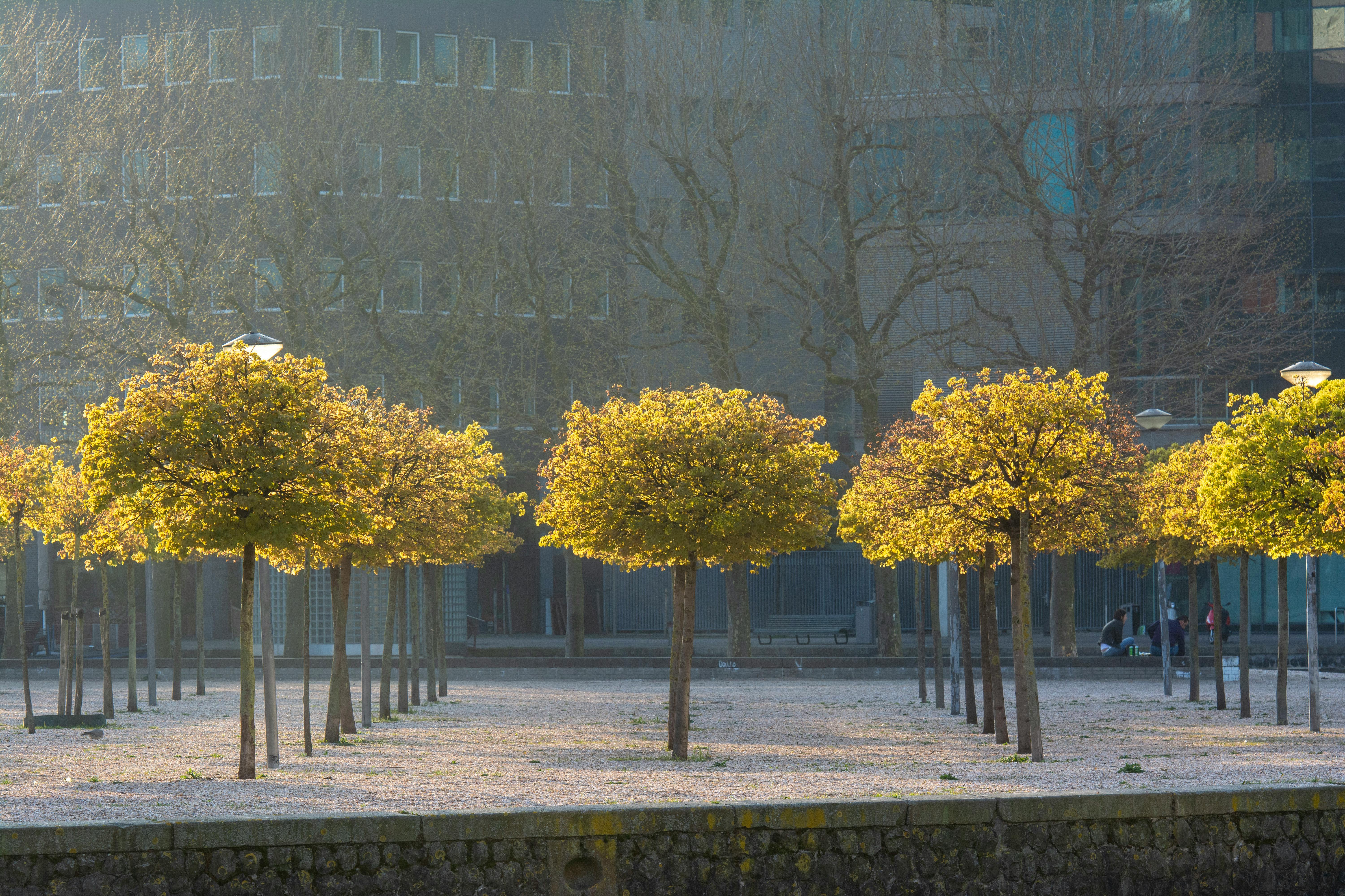 Tree Planting - Planning
