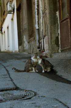 Two stray cats cuddling on a weathered street in Tbilisi, capturing a cute urban moment.
