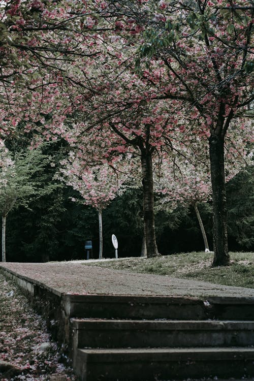 Foto d'estoc gratuïta de arbres, escales, fresc