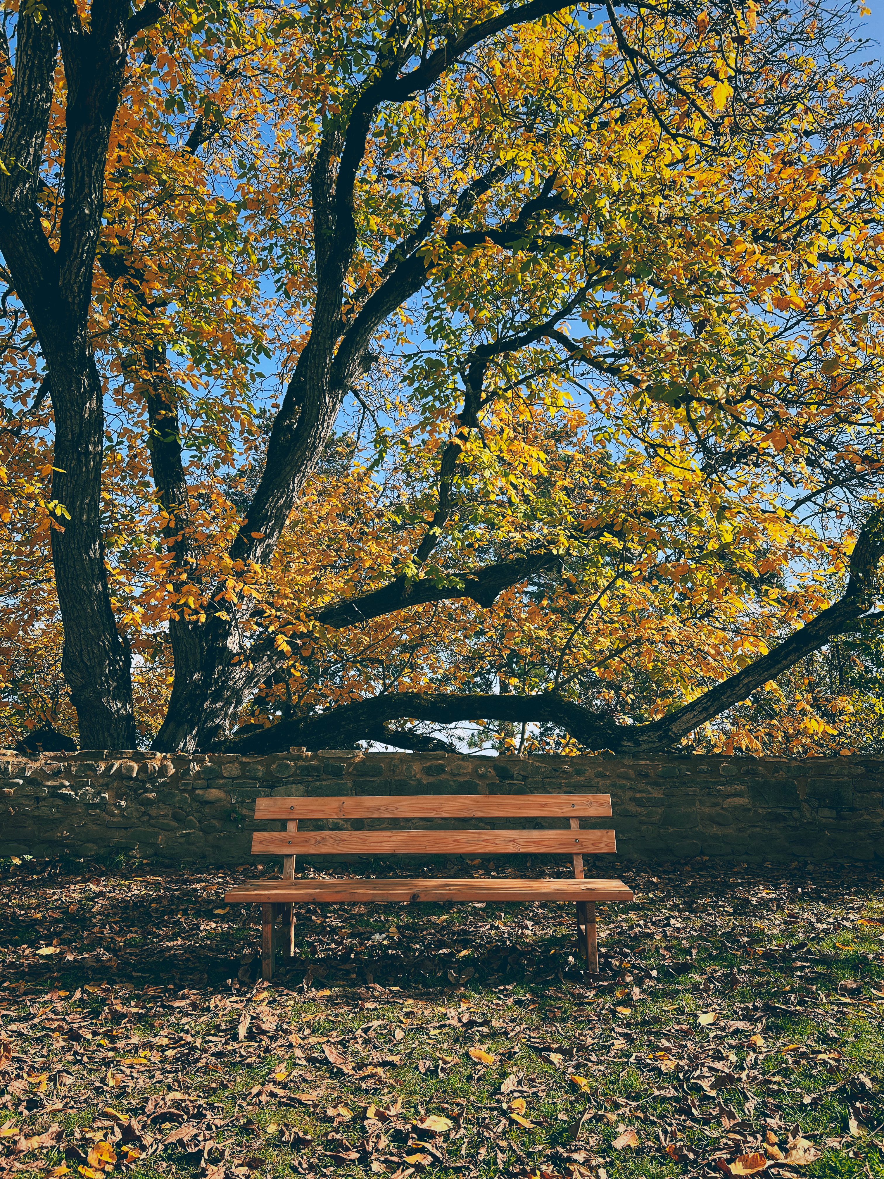 Foto de stock gratuita sobre afuera, al aire libre, arboles, banco ...