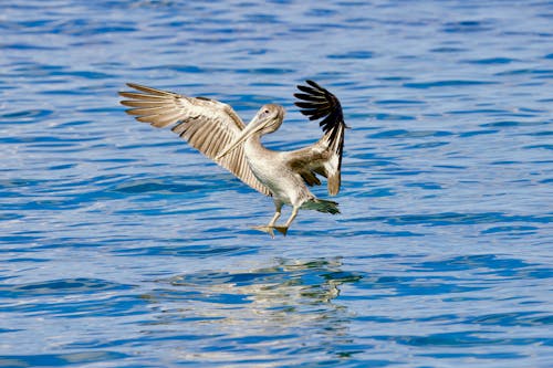 Pelican Landing on Water
