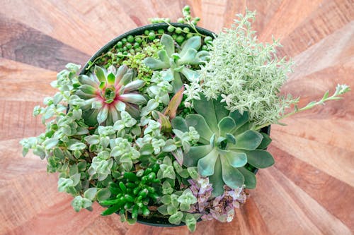 Green Plant in Flowerpot