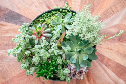 Free Vibrant mix of succulents in a flowerpot, showcasing rich greenery from an aerial perspective. Stock Photo