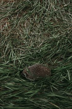 hedgehog photo