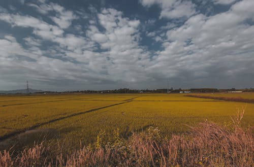 Бесплатное стоковое фото с желтое поле, за городом, облачное небо