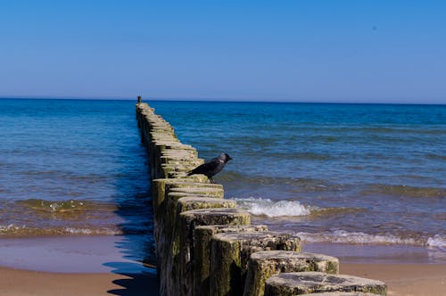 Free stock photo of baltic sea, bird, black bird