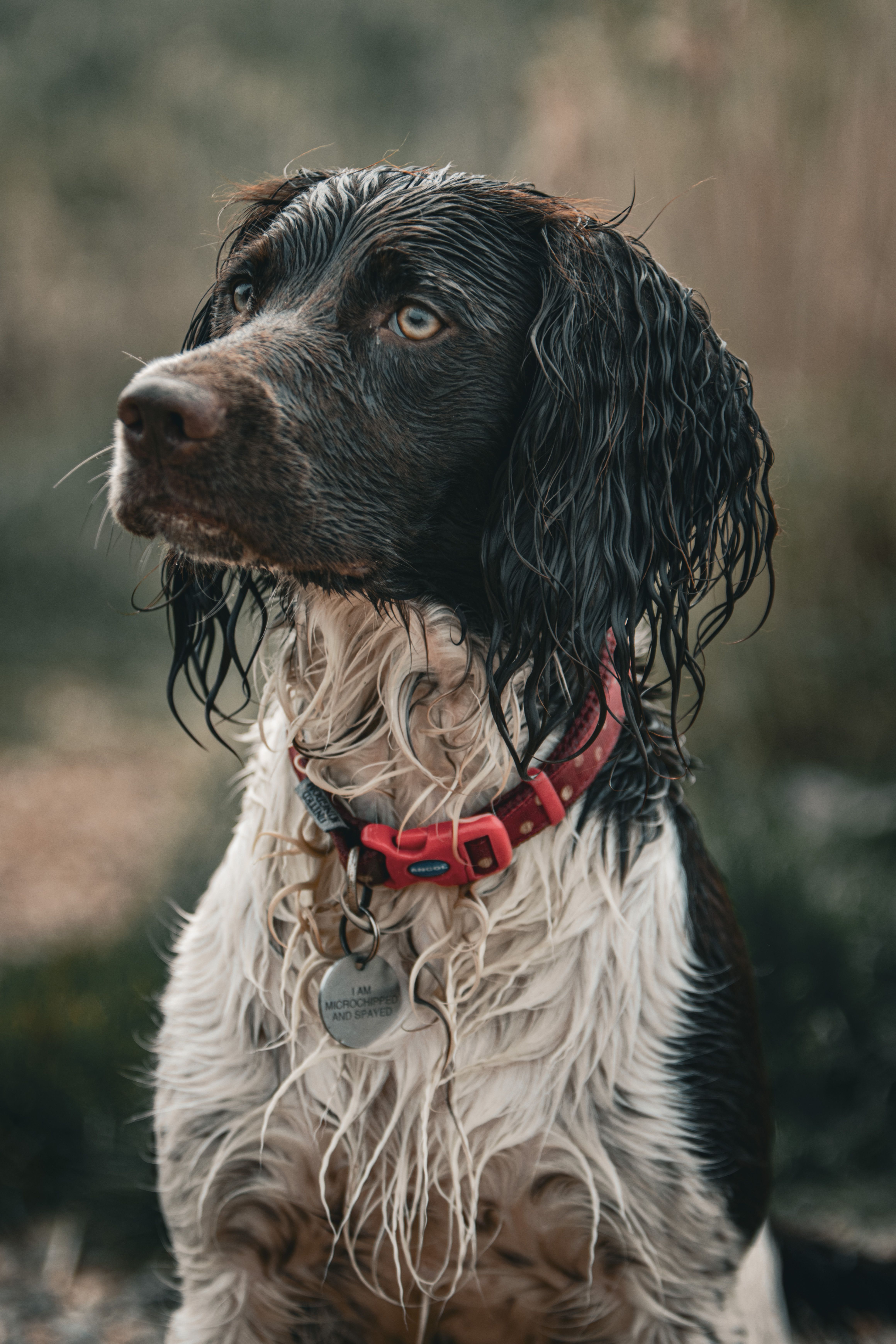 Engelse Springer Spaniel Photos, Download The BEST Free Engelse ...