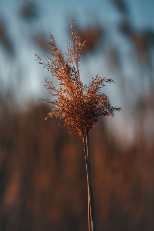 Free Detailed close-up shot of a common reed with a blurred background, highlighting natural beauty. Stock Photo