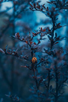A detailed nighttime shot of a snail nestled among leaves, capturing the serene beauty of nature.