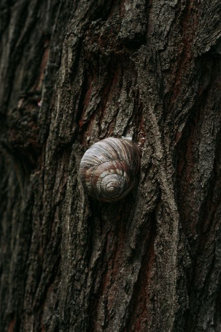 Detailed macro shot of a snail shell against rugged tree bark. Captured outdoors.