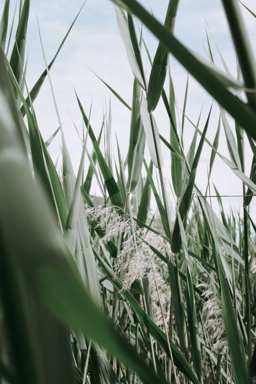 Free A serene close-up of tall green grasses swaying gently, showcasing natural beauty and tranquility. Stock Photo