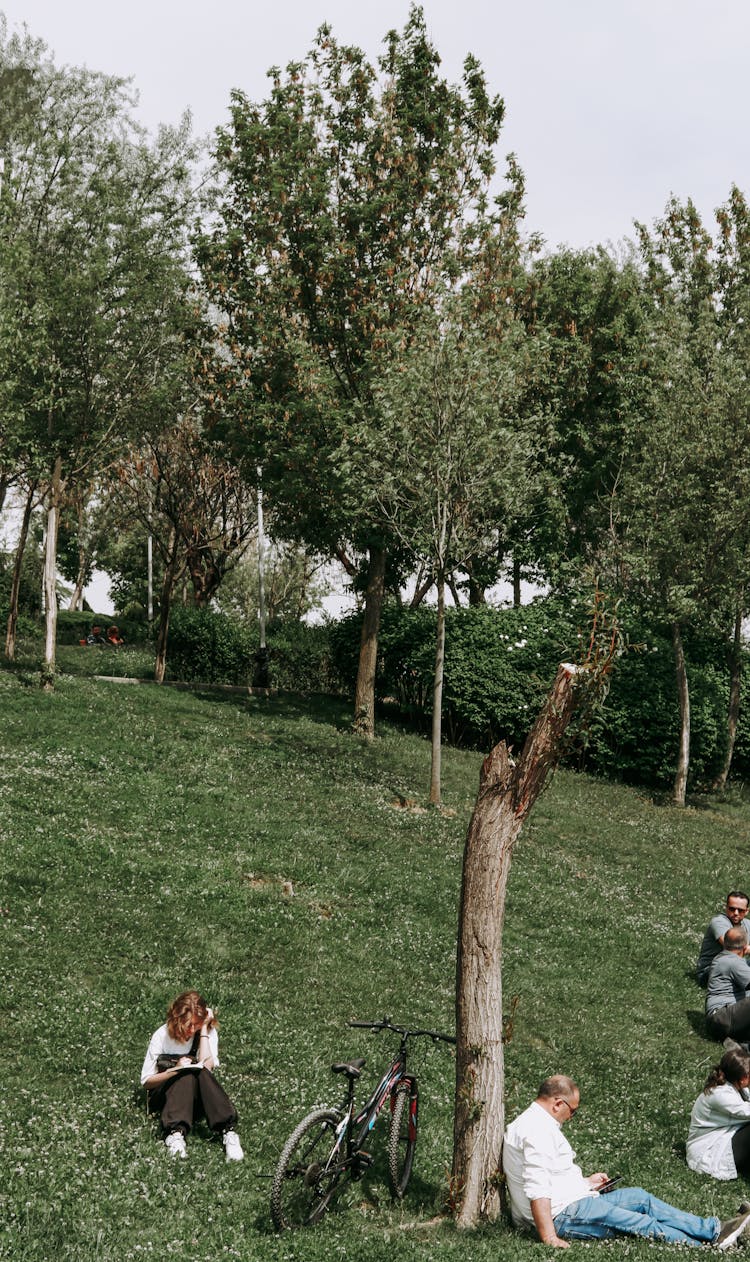 People Sitting Near Trees In Park