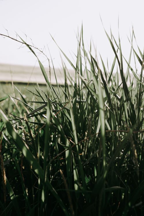 Free A detailed close-up photograph of lush, green grass swaying gently in the summer breeze. Stock Photo