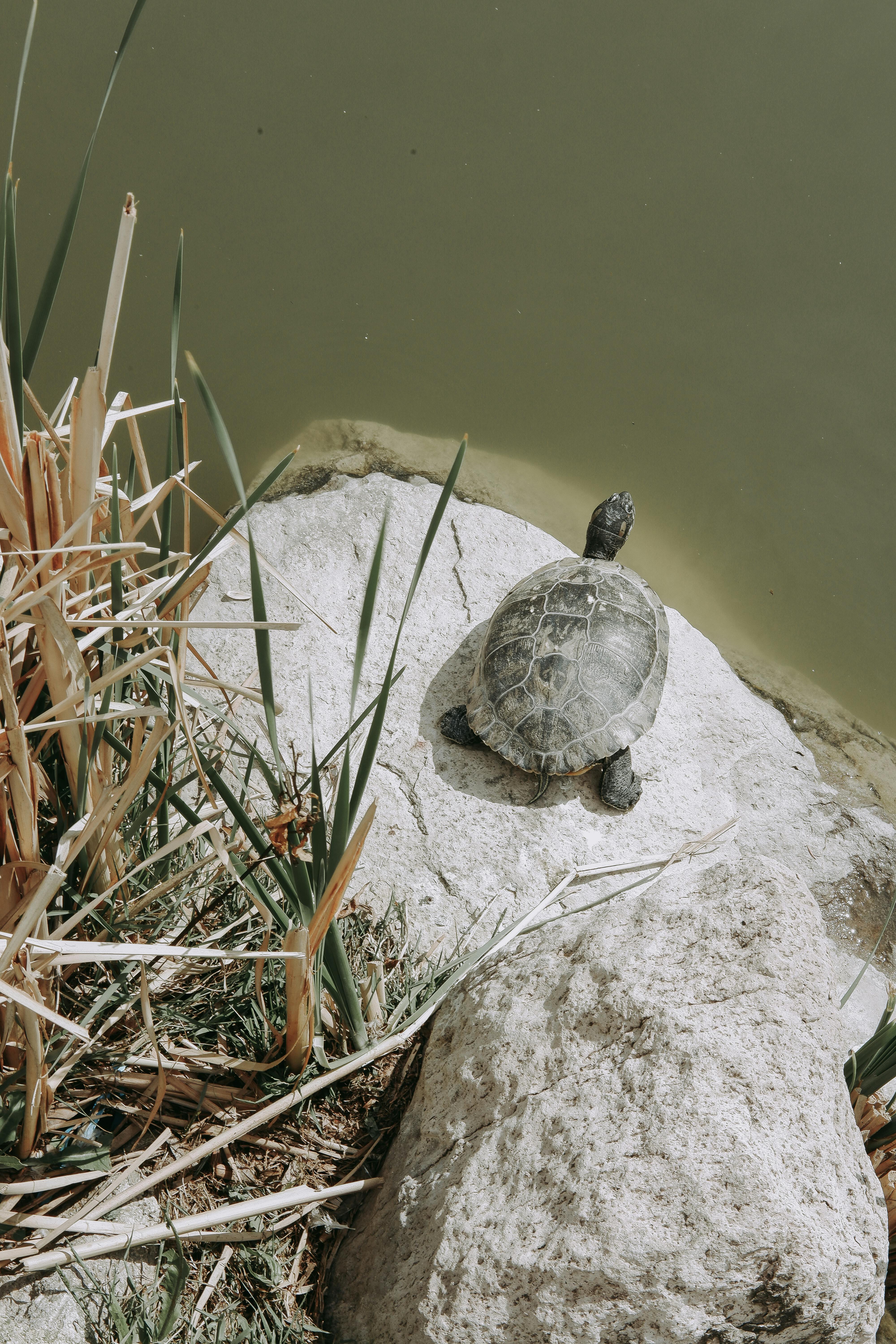 A turtle basking on a rock beside a pond, surrounded by nature's beauty.