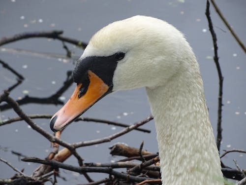 Close-up of a Swan 