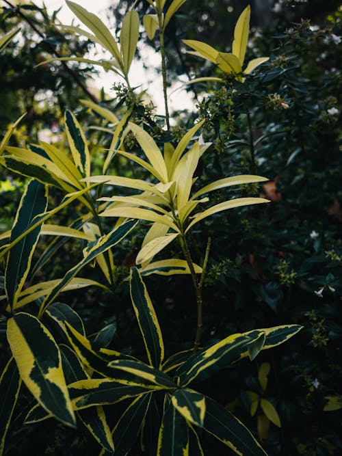 Close-up of a Dracaena Reflexa Leaves in the Garden 