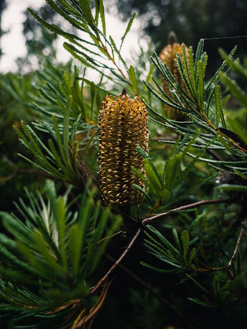 Close-up of Dwarf Mountain Pine Branches and Cones 