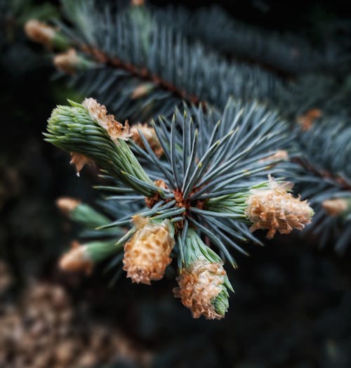 Бесплатное стоковое фото с #естественная красота, conifere, naturephotography