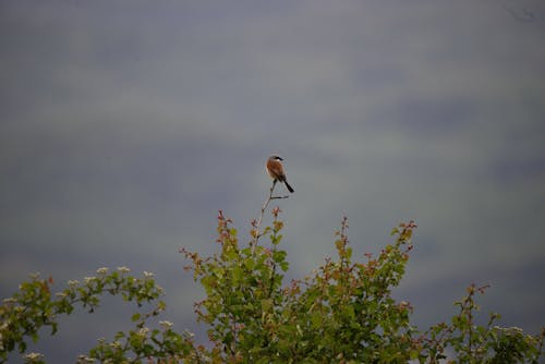 Bird Perching on Bush