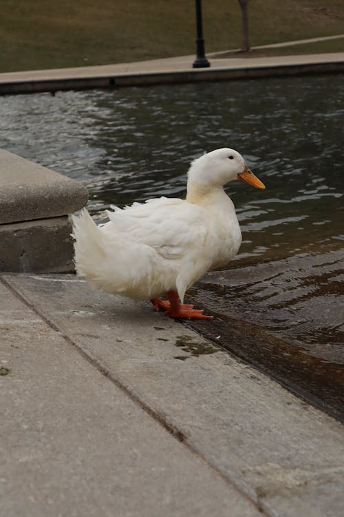 Close-up of a White Duck on the Pavement by the Water 