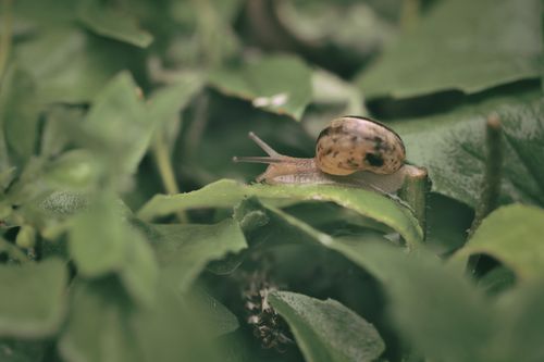 Free A detailed close-up shot of a snail crawling on lush green leaves in nature. Stock Photo