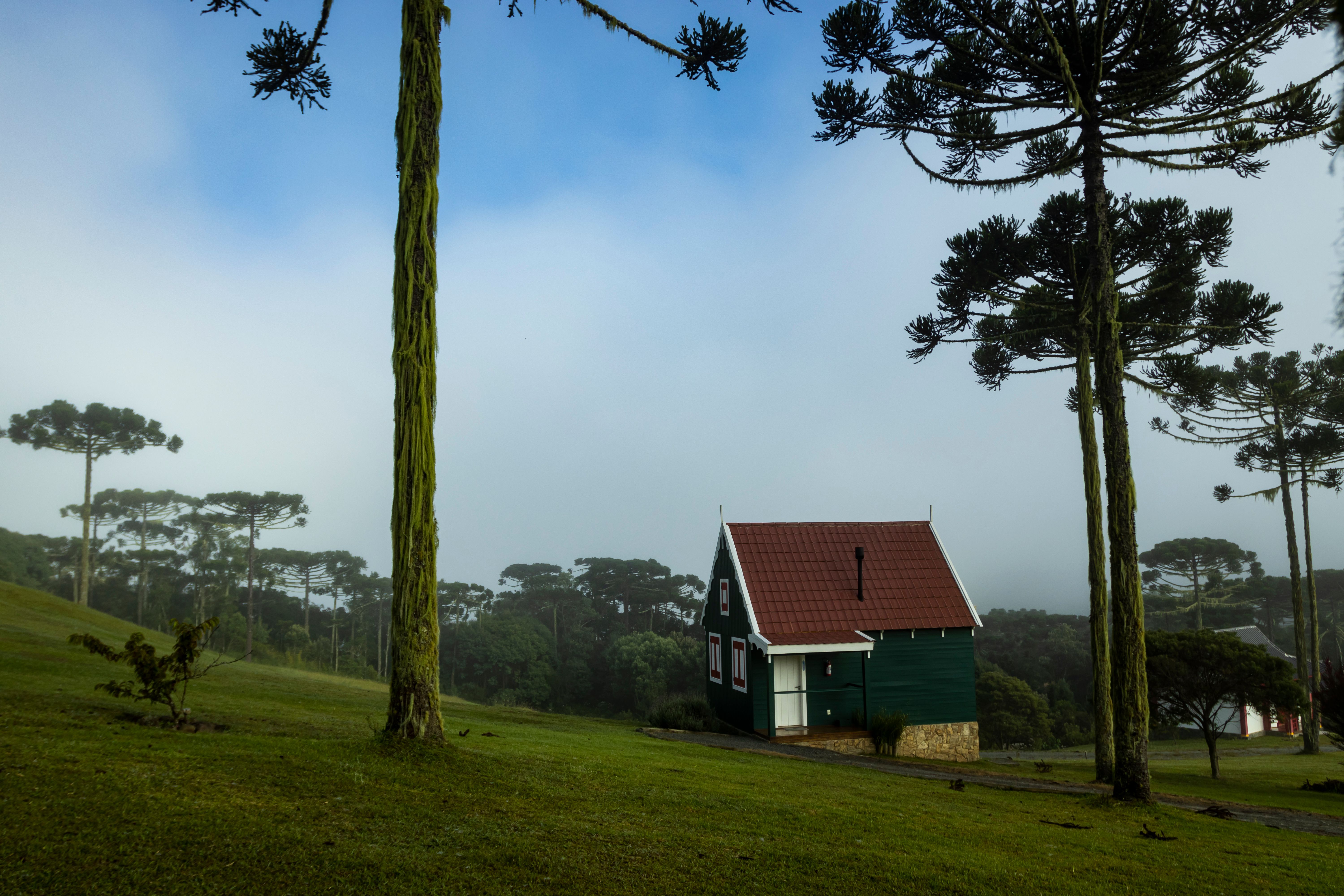 Frost on araucaria pines at dawn in the Santa Catarina serra in July