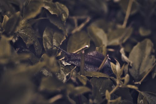 Gratis stockfoto met beest, bladeren, detailopname