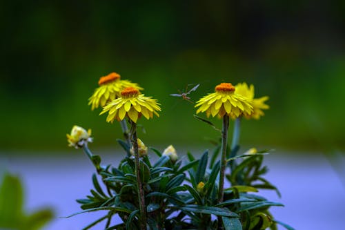 Close-up of Yellow Flowers and a Flying Insect 