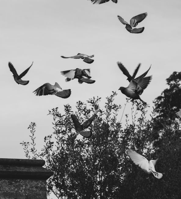 A black and white image of pigeons flying amid trees, symbolizing freedom and movement.