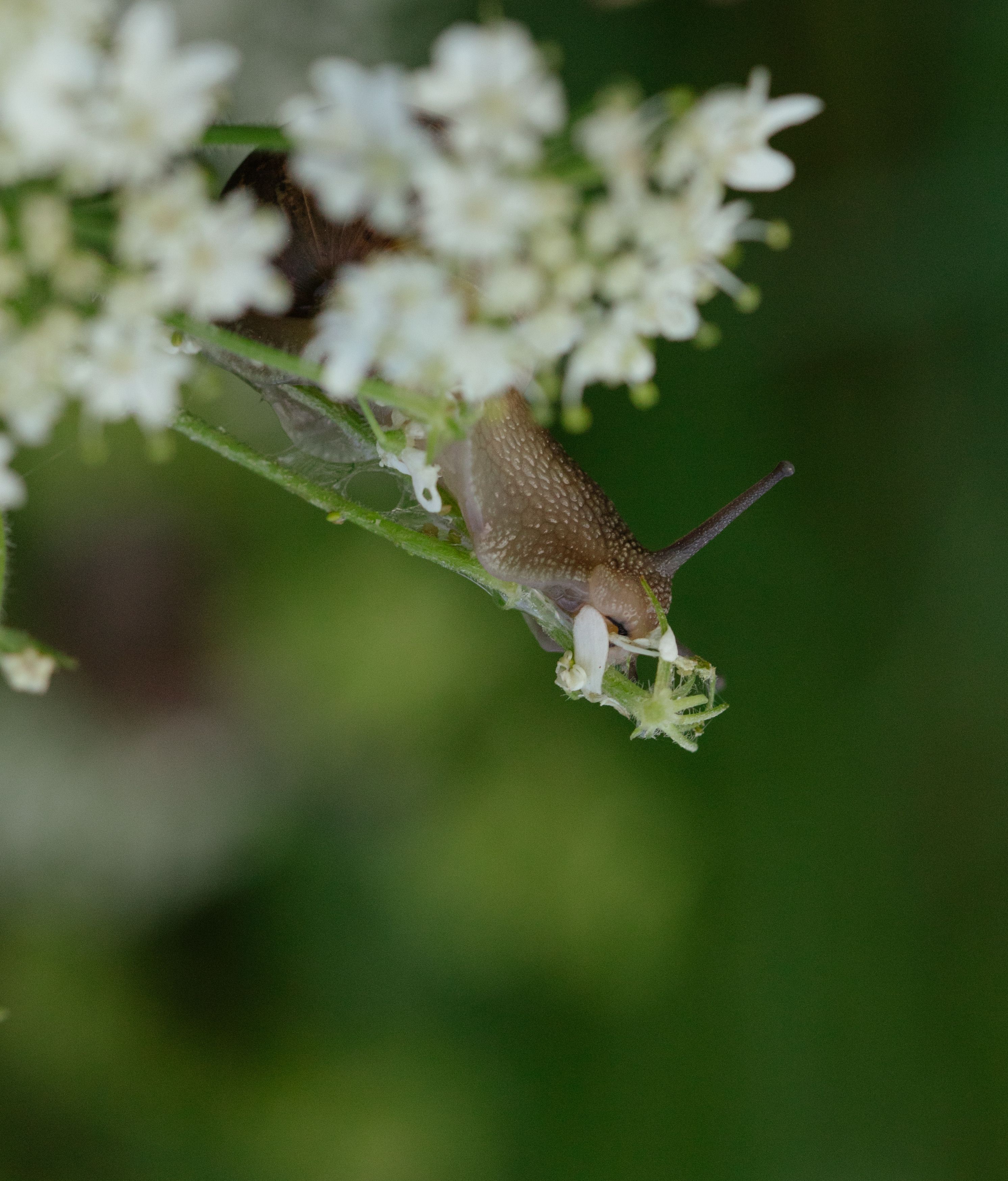Snail on Flower · Free Stock Photo