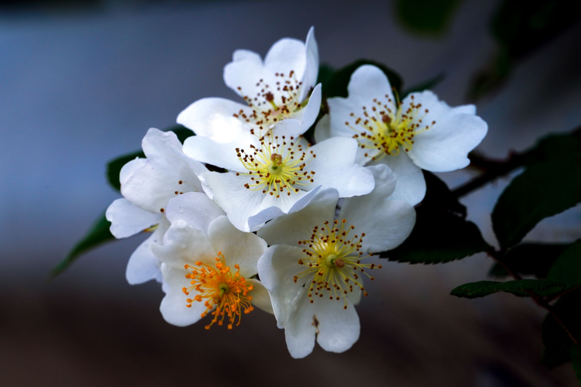 Close-up of Dog Rose Flowers