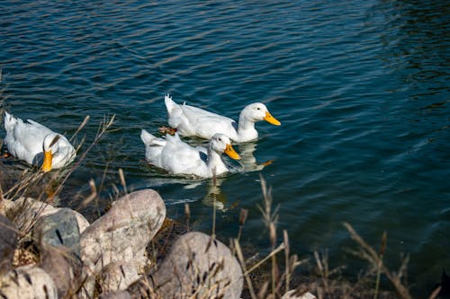 Ducks in Nature