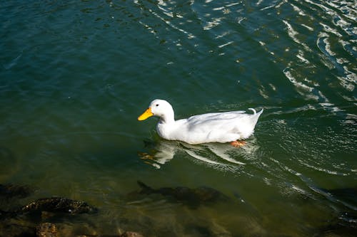 Duck in Water