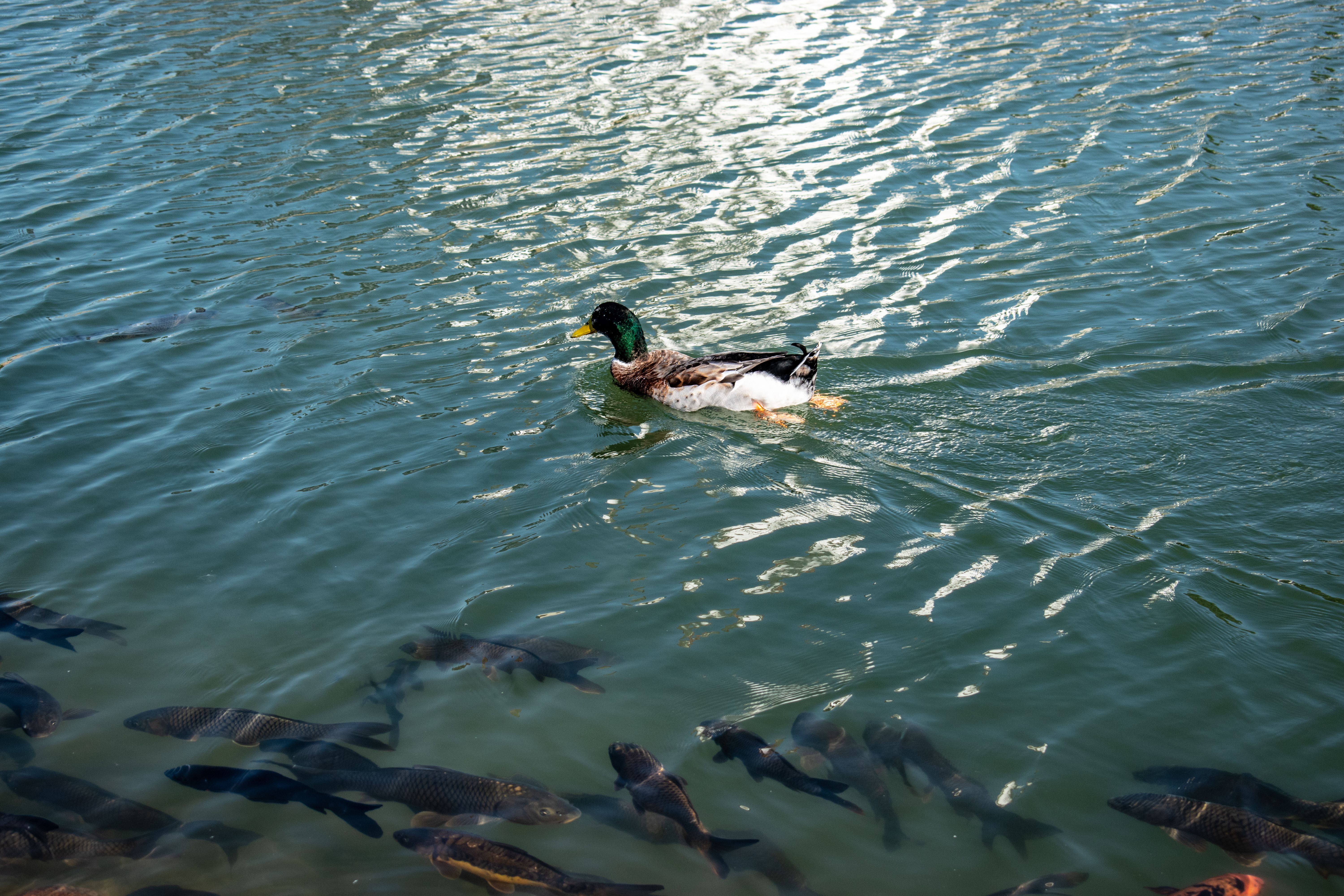 A duck gracefully swimming among fish in a serene lake on a sunny day.