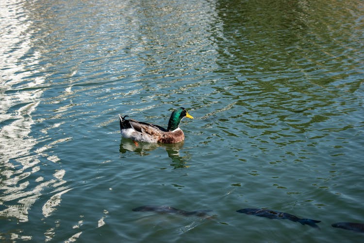 Duck On Lake