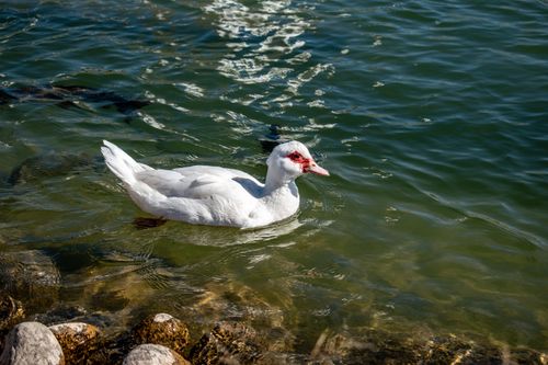 Free A white duck gracefully swims in a clear lake surrounded by nature. Stock Photo