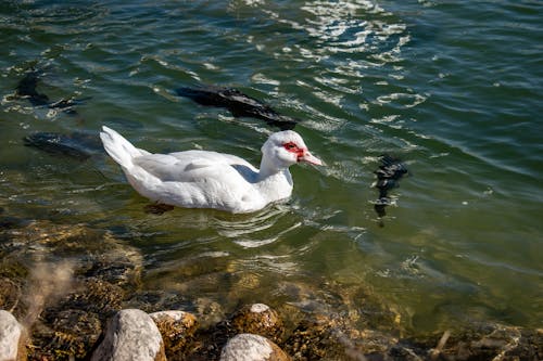 beyaz ördek, beyaz tüyler, dalmak içeren Ücretsiz stok fotoğraf