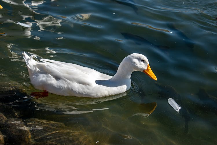 White Duck In Water