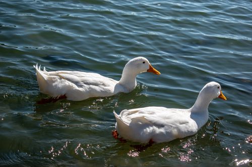 Free Two white ducks gracefully swim across a sunlit lake, captured in a natural setting. Stock Photo