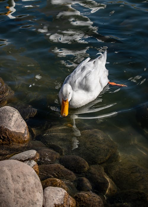 White Duck Bird