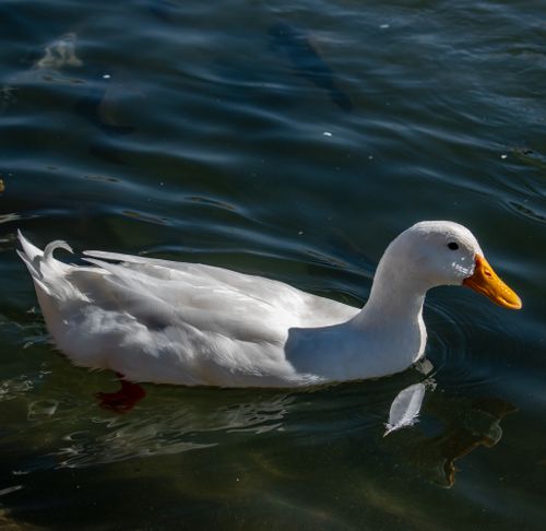 Free A white duck calmly floats on a serene lake, embodying tranquility and nature's beauty. Stock Photo