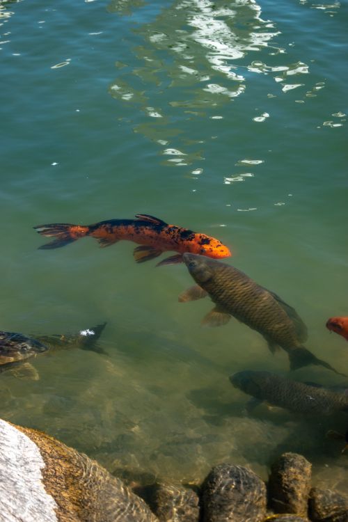 Fish in Nature · Free Stock Photo