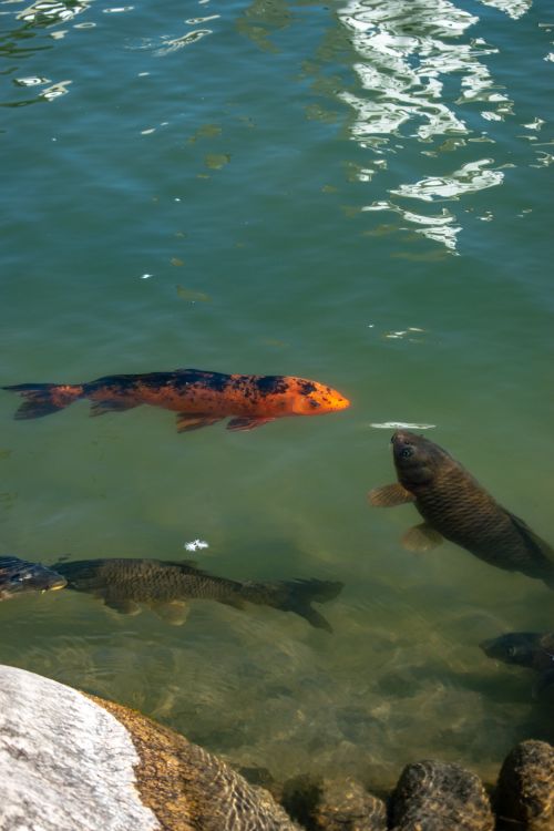 Free Top view of vibrant koi fish swimming in a serene outdoor pond, showcasing natural beauty and aquatic life. Stock Photo