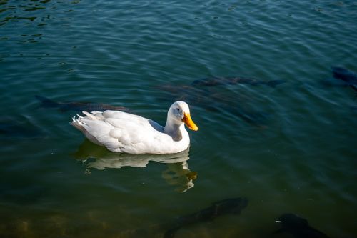 Free Serene white duck gliding gracefully in clear lake water, a perfect wildlife moment. Stock Photo