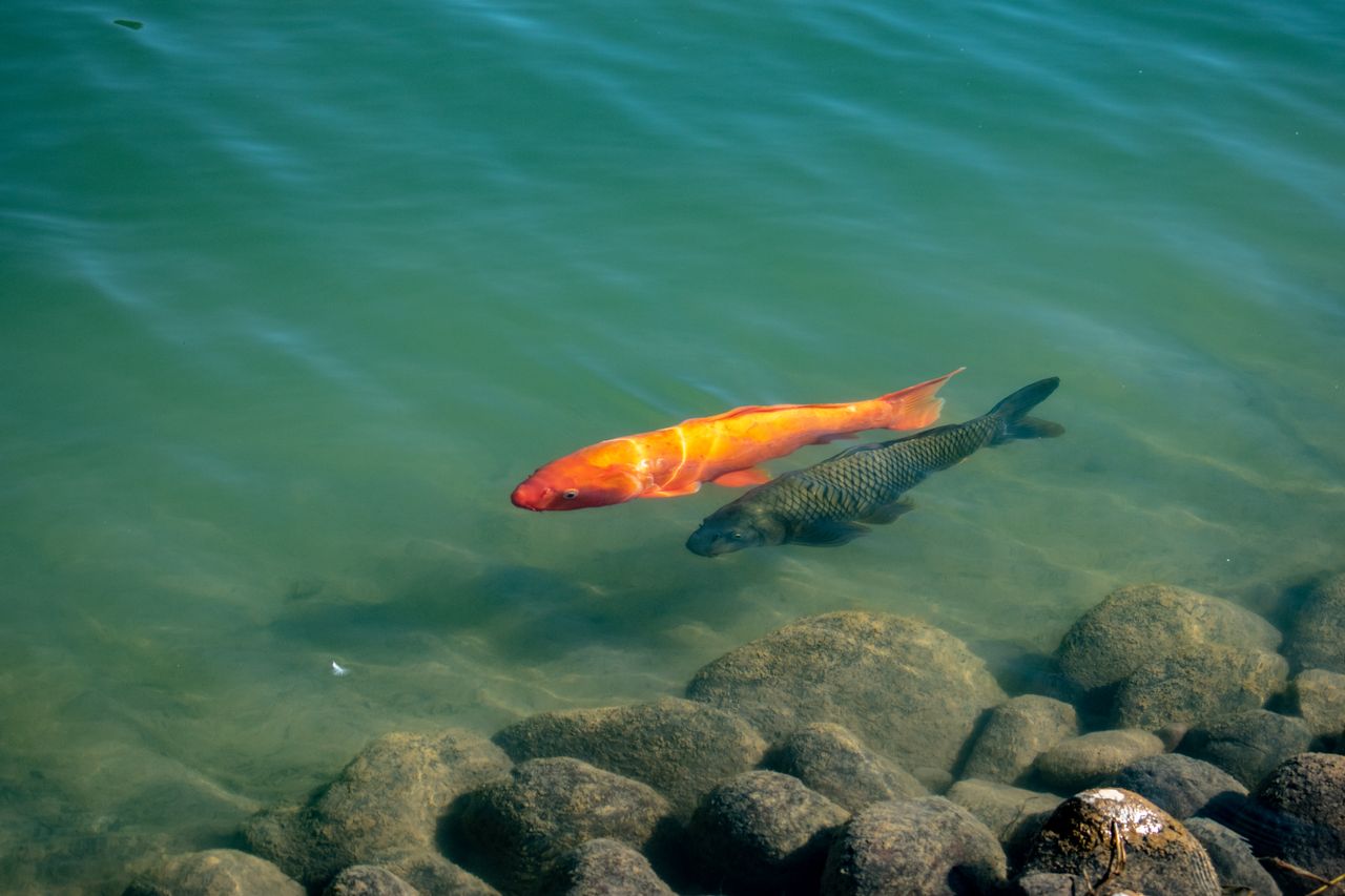 vibrant koi and common carp gliding through serene lake waters over sm