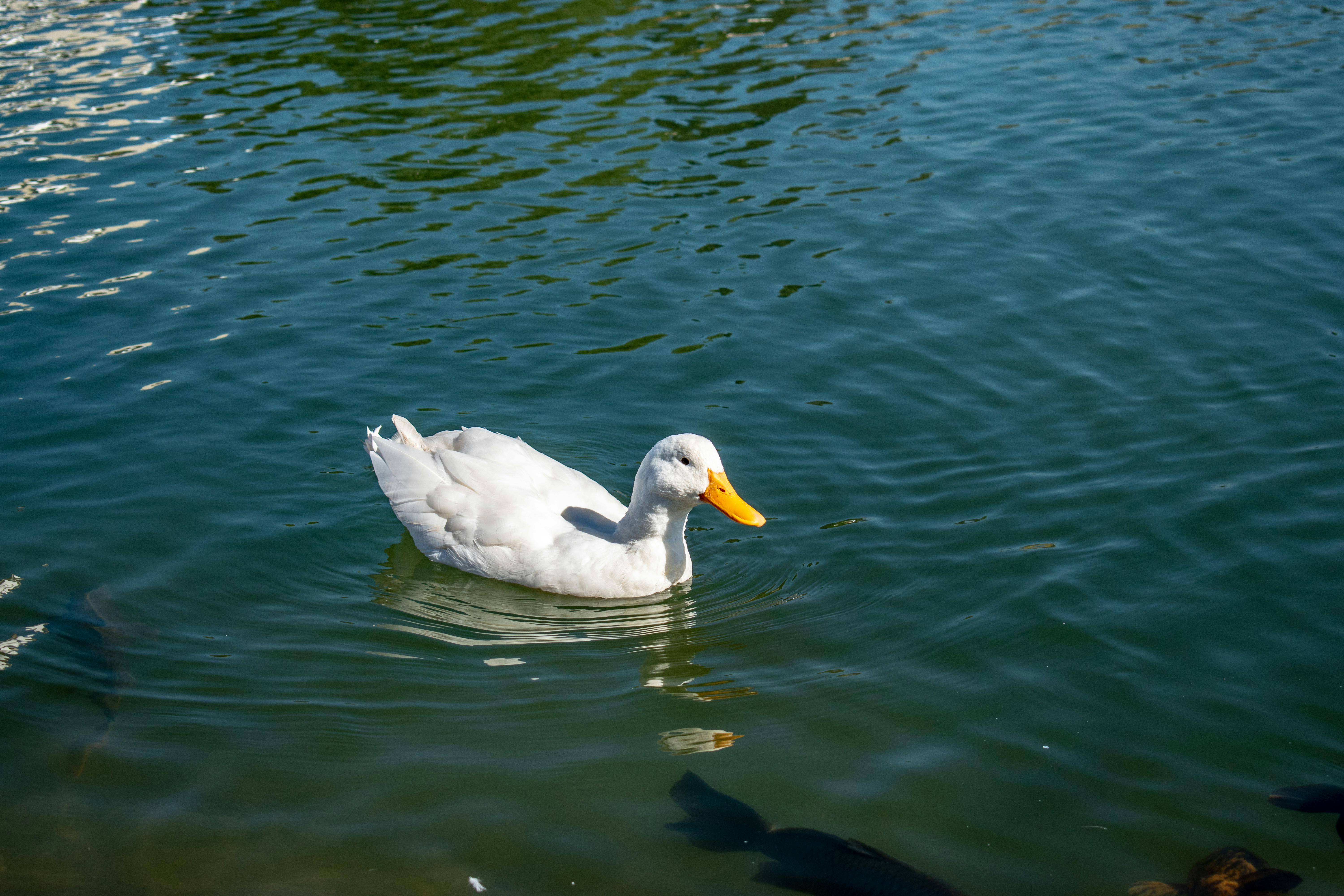 duck in water